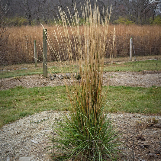 Calamagrostis x acutiflora 'Avalanche'  - Avalanche Feather Reed Grass