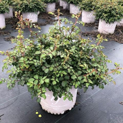 Rosa 'Meifranjin' PP 33,507  - Blushing Drift® Rose