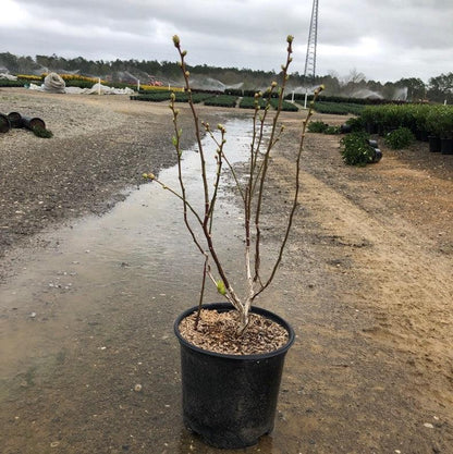 Vaccinium corymbosum 'Duke'  - Duke Highbush Blueberry