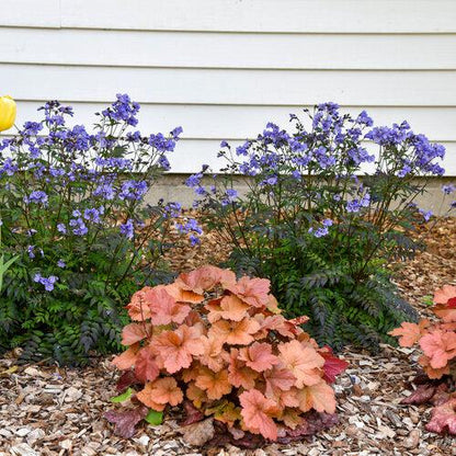 Heuchera 'Toffee Tart' PP33,694  - Dolce® Toffee Tart Heuchera