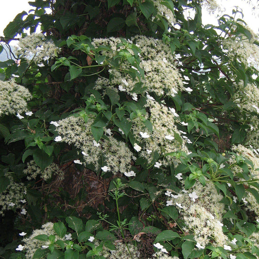 Hydrangea anomala subsp. petiolaris  - Climbing Hydrangea