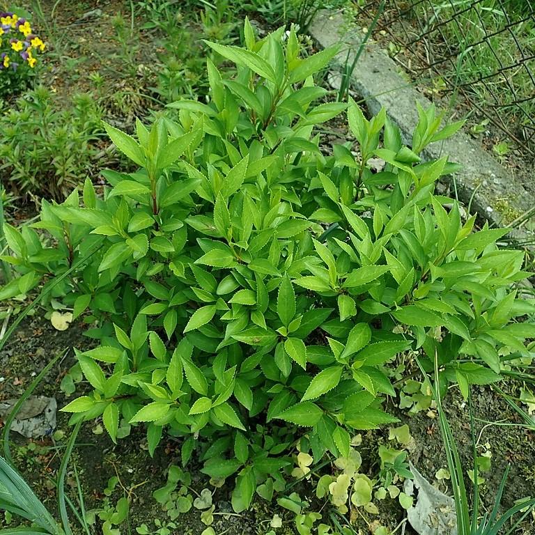 Forsythia x intermedia 'Lynwood Gold'  - Lynwood Gold Forsythia