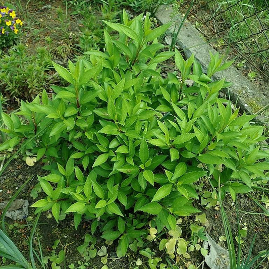 Forsythia x intermedia 'Lynwood Gold'  - Lynwood Gold Forsythia