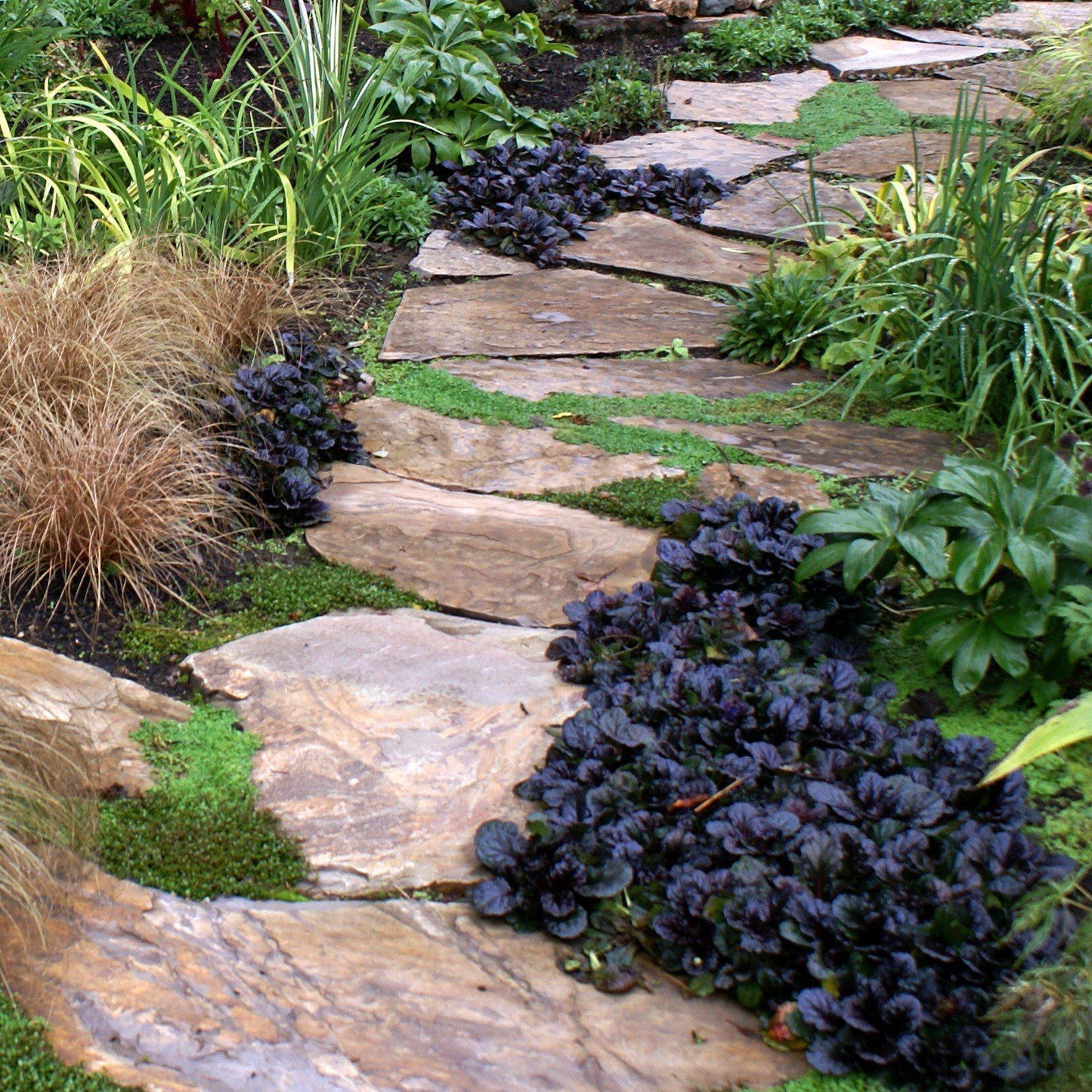 Ajuga reptans 'Binblasca'  - Black Scallop Bugleweed