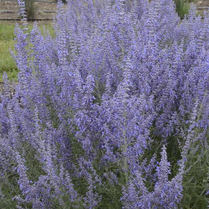 Perovskia atriplicifolia ‘Denim ‘N Lace’  - Denim 'N Lace Russian Sage