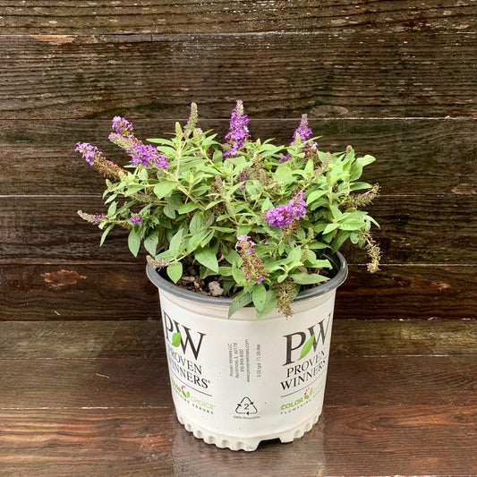 Buddleia davidii 'SMNBDBT' PP#28,794  - Pugster Blue® Dwarf Butterfly Bush
