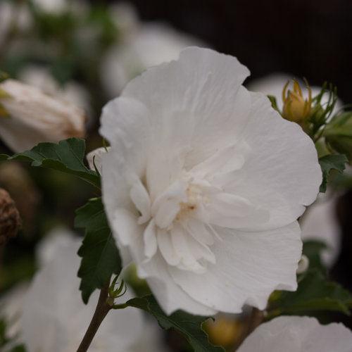Hibiscus syriacus 'Notwoodtwo'  - White Chiffon® Rose of Sharon