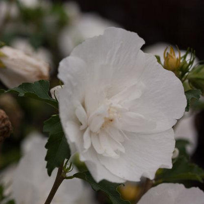 Hibiscus syriacus 'Notwoodtwo'  - White Chiffon® Rose of Sharon