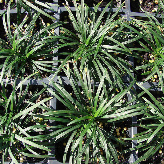 Ophiopogon japonicus 'Nanus'  - Dwarf Mondo Grass