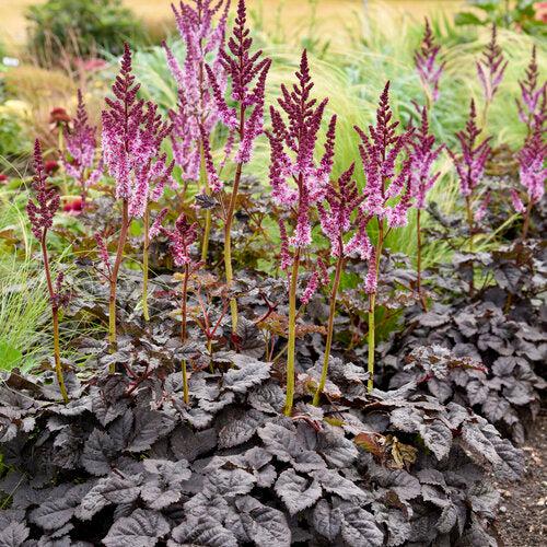 Astilbe 'Dark Side of the Moon'  - Dark Side of the Moon Astilbe