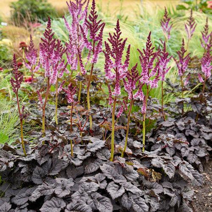 Astilbe 'Dark Side of the Moon'  - Dark Side of the Moon Astilbe
