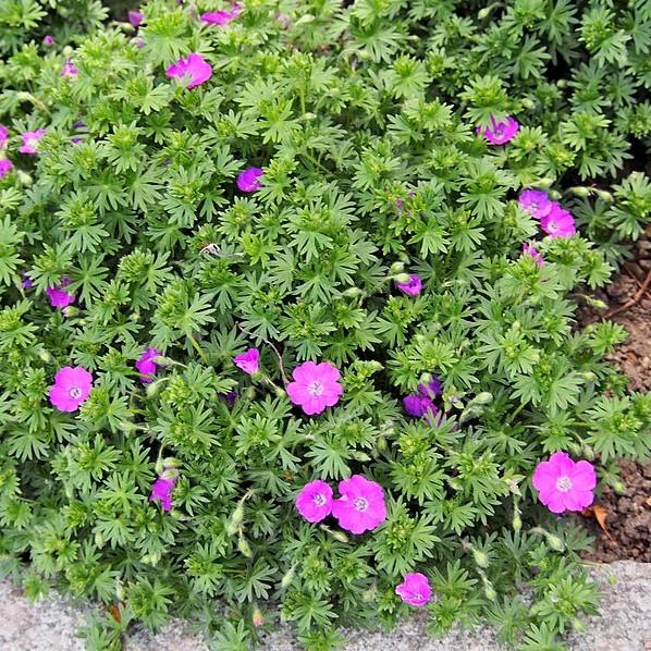 Geranium sanguineum 'Max Frei'  - Max Frei Bloody Cranesbill