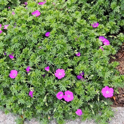 Geranium sanguineum 'Max Frei'  - Max Frei Bloody Cranesbill