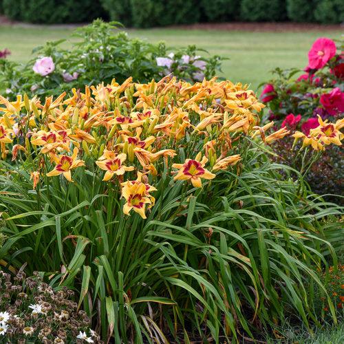 Hemerocallis 'Tiger Swirl'  - Rainbow Rhythm® Tiger Swirl Daylily