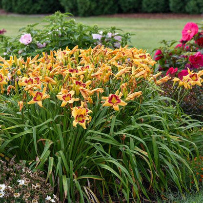 Hemerocallis 'Tiger Swirl'  - Rainbow Rhythm® Tiger Swirl Daylily