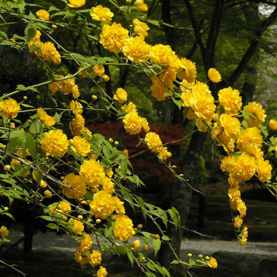 Kerria japonica 'Pleniflora'  - Double Japanese Kerria