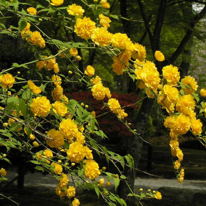 Kerria japonica 'Pleniflora'  - Double Japanese Kerria