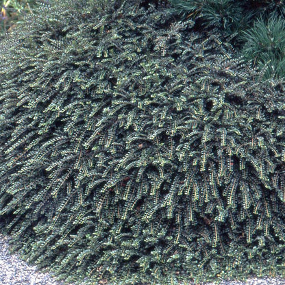 Cotoneaster adpressus 'Little Gem'  - Tom Thumb Cottoneaster