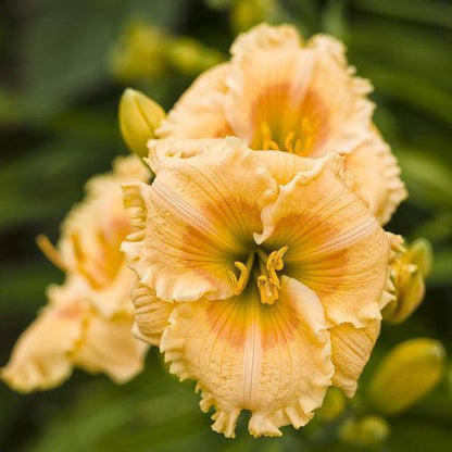 Hemerocallis 'Orange Smoothie'  - Rainbow Rhythm® Orange Smoothie Daylily