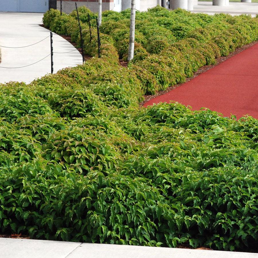 Cornus sericea 'Kelseyi'  - Kelseyi Red Twig Dogwood