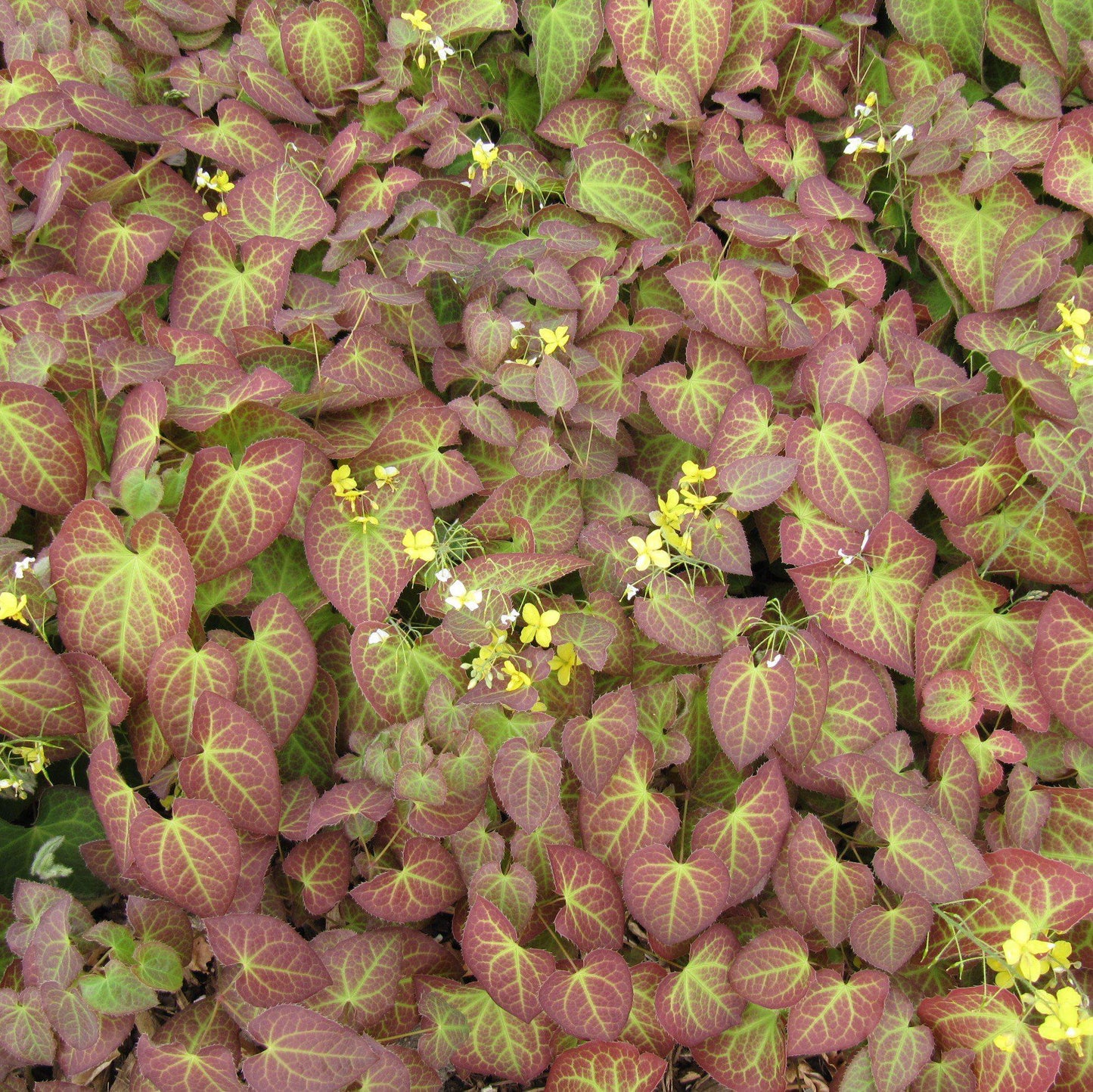 Epimedium x perralchicum 'Frohnleiten'  - Frohnleiten Barrenwort, Bishop's Hat