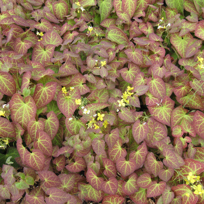 Epimedium x perralchicum 'Frohnleiten'  - Frohnleiten Barrenwort, Bishop's Hat