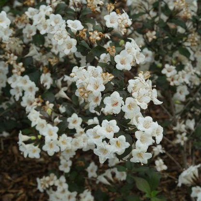 Weigela florida 'SMNWFGC'  - Wine & Spirits® Weigela