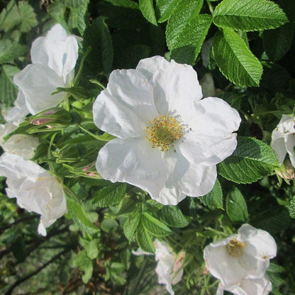 Rosa rugosa 'Alba'  - White Rugosa Rose