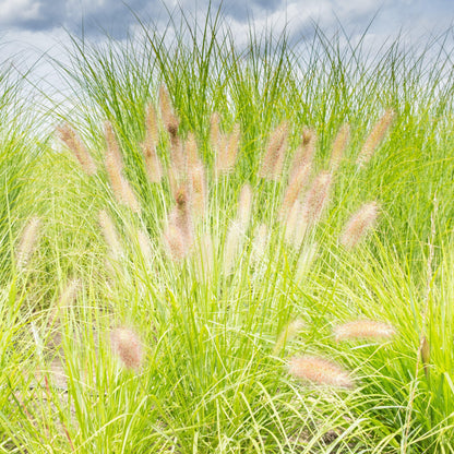 Pennisetum alopecuroides 'JS Jommenik' PP #27,435  - Lumen Gold™ Fountain Grass