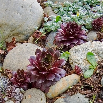 Sempervivum 'Black'  - Black Echeveria, Hens and Chicks