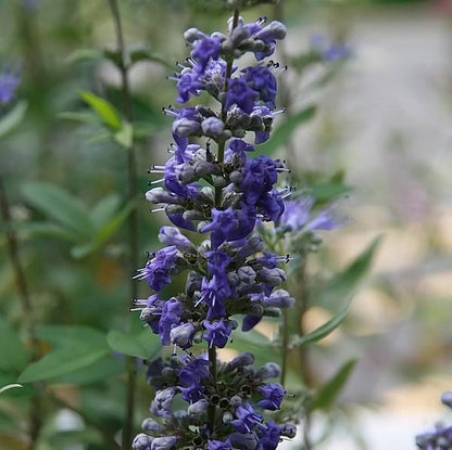 Caryopteris × clandonensis 'Dark Knight'  - Dark Knight Bluebeard