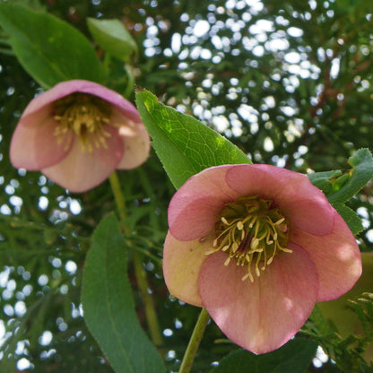 Helleborus x hybridus 'EPB 29'  - FrostKiss™ Dorothy's Dawn® Lenten Rose