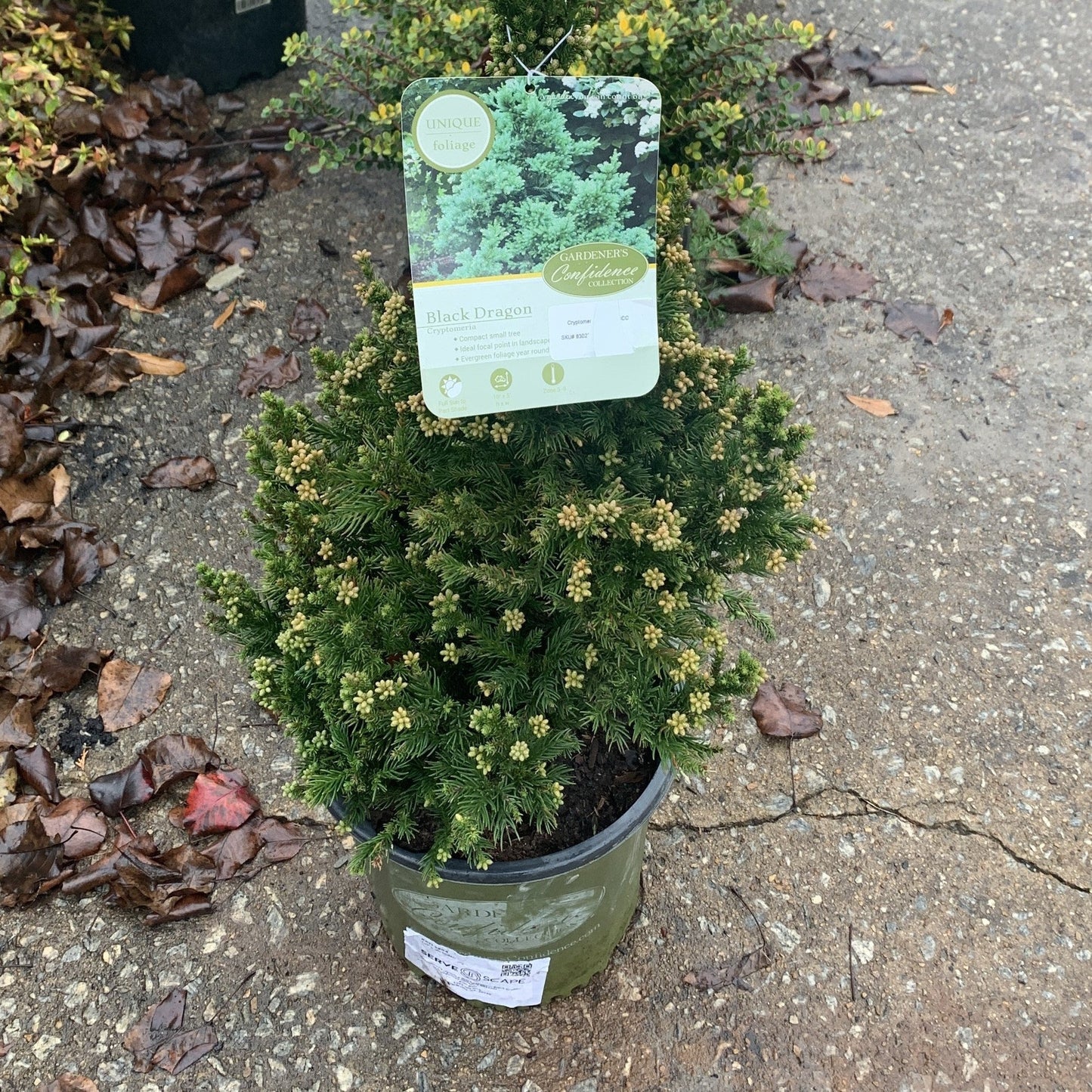 Cryptomeria japonica 'Black Dragon'  - Black Dragon Japanese Cedar