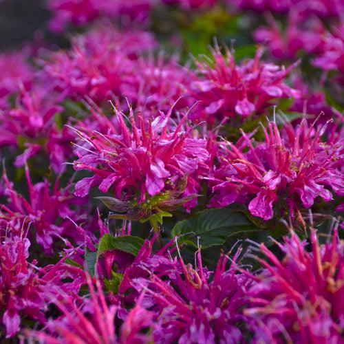 Monarda didyma 'Pardon My Purple'  - Pardon My Purple Bee Balm