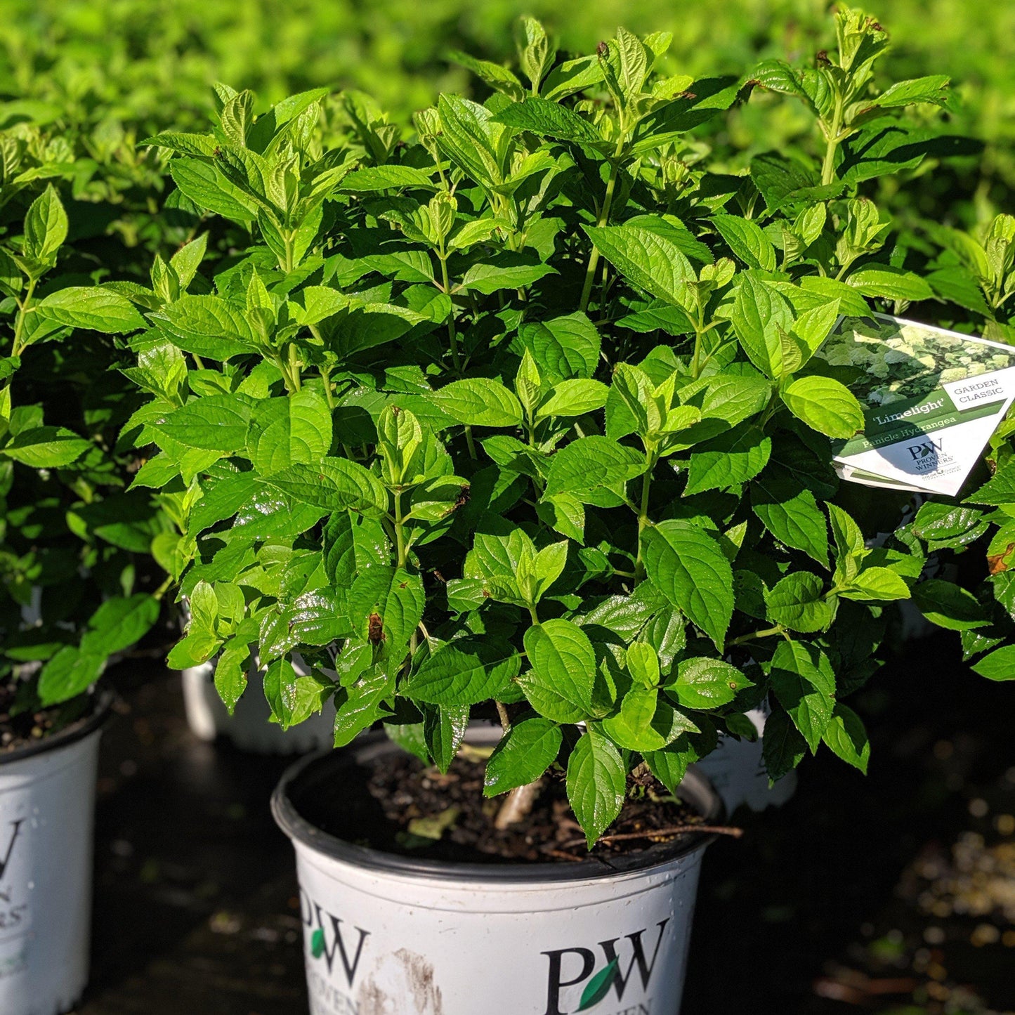 Hydrangea paniculata 'Limelight'  - Proven Winners® Limelight® Hydrangea