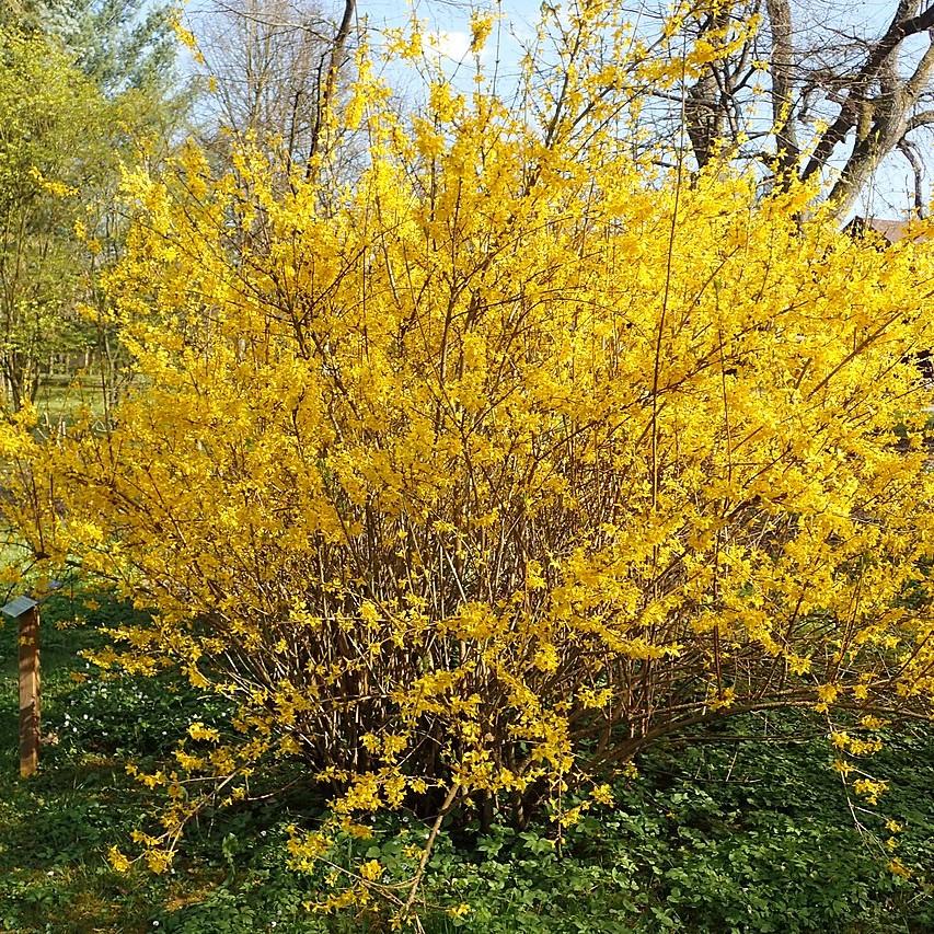 Forsythia x intermedia 'Lynwood Gold'  - Lynwood Gold Forsythia