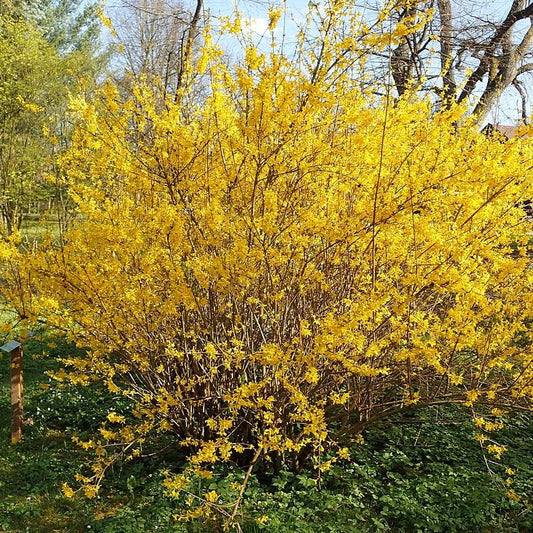 Forsythia x intermedia 'Lynwood Gold'  - Lynwood Gold Forsythia