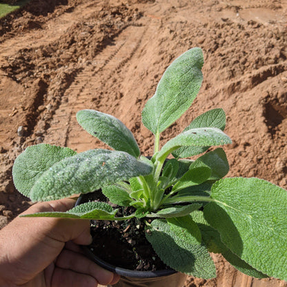 Stachys byzantina 'Helene von Stein'  - Giant Lamb's Ear