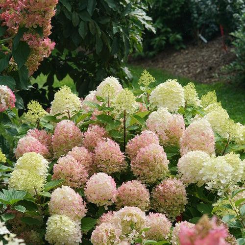 Hydrangea paniculata 'SMNHPK'  - Proven Winners® Fire Light Tidbit® Hydrangea