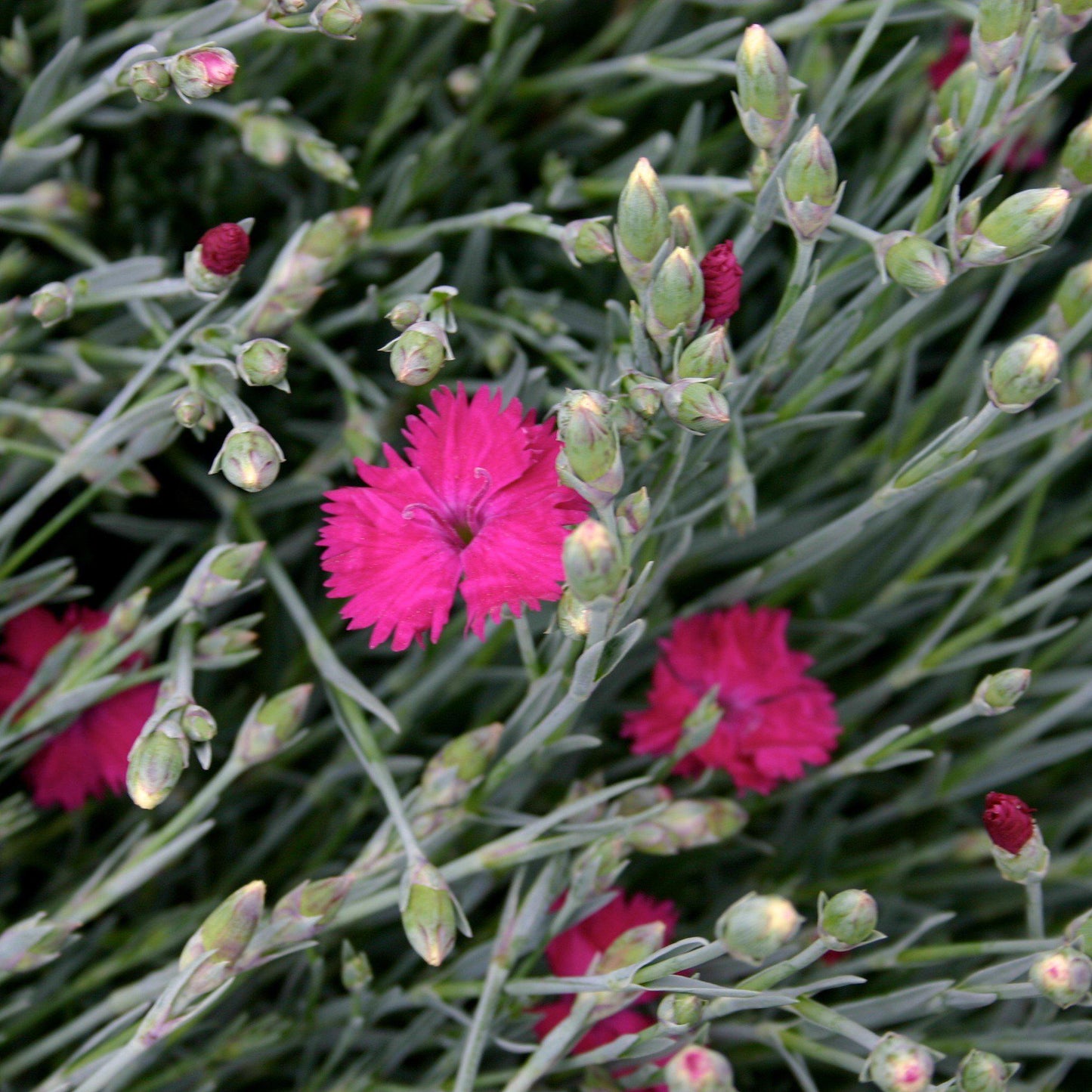 Dianthus x 'Neon Star'  - Neon Star Dianthus