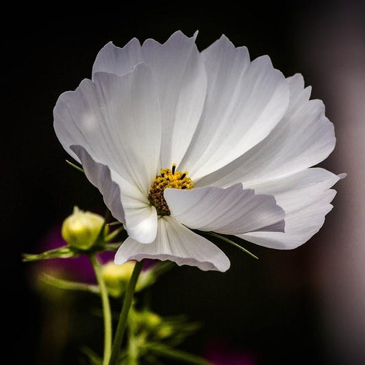 Coreopsis x 'Polaris'  - Big Bang™ Polaris Tickseed