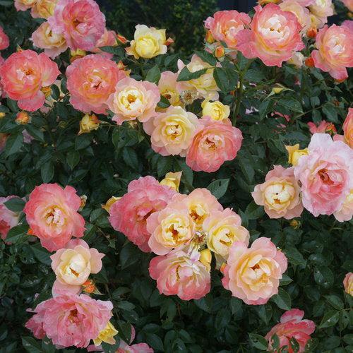 Rosa 'Chewnicebell' PP26532  - PW® Color Choice® OSO Easy Italian Ice® Rose