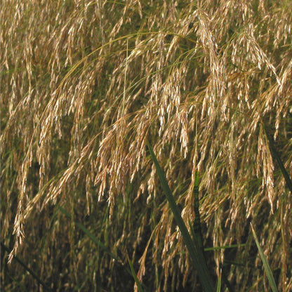 Deschampsia cespitosa  - Tufted Hairgrass