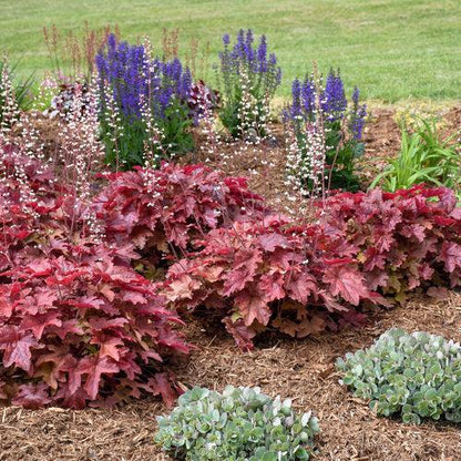 Heuchera 'Red Rover'  - PW® Fun and Games® Red Rover Coral Bells