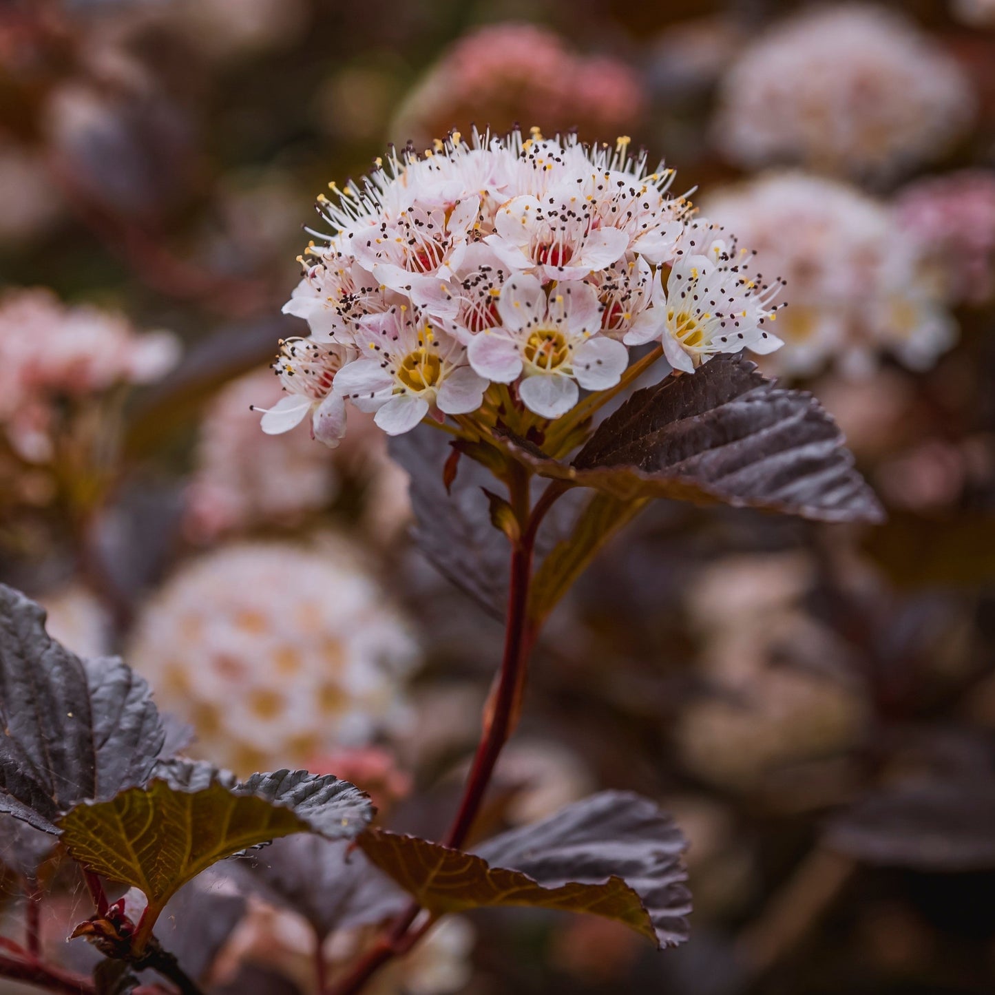 Physocarpus opulifolius 'N5'  - Bloomin' Easy® Panther Ninebark