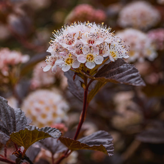 Physocarpus opulifolius 'N5'  - Bloomin' Easy® Panther Ninebark