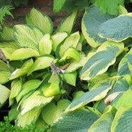 Hosta 'Island Breeze'  - Island Breeze Hosta