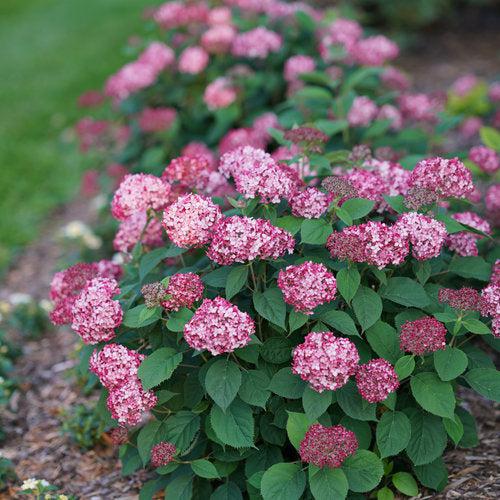 Hydrangea arborescens 'NCHA3'  - Invincibelle® Ruby Hydrangea