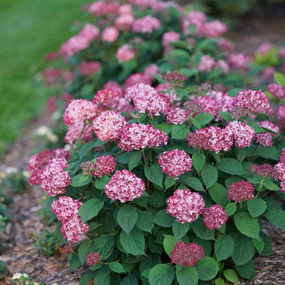 Hydrangea arborescens 'NCHA3'  - Invincibelle® Ruby Hydrangea