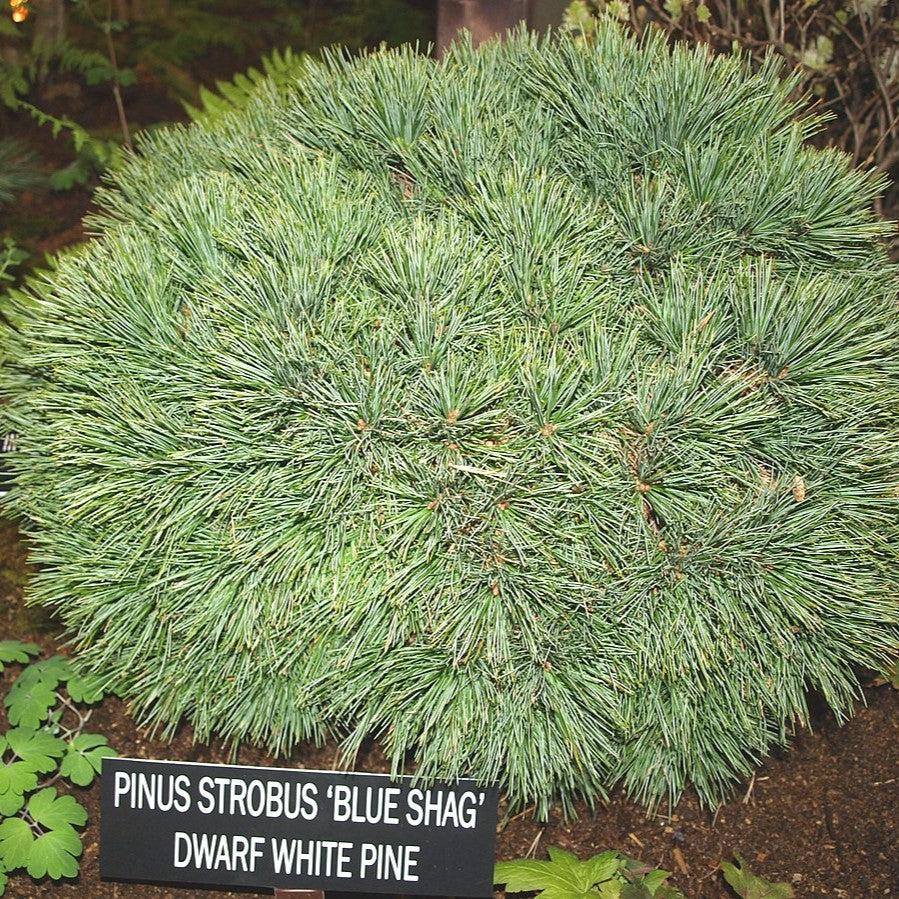 Pinus strobus 'Blue Shag'  - Blue Shag White Pine